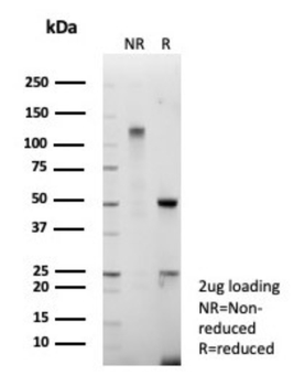 THBD Antibody