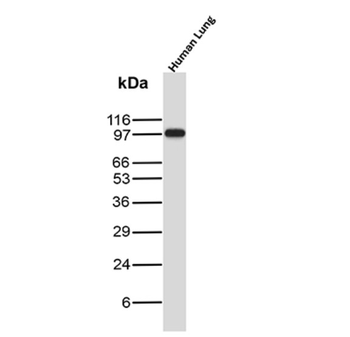 THBD Antibody