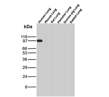 THBD Antibody