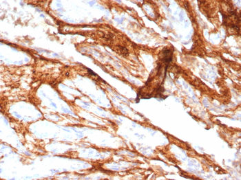 DCN Antibody