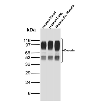 DCN Antibody