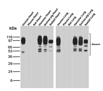 DCN Antibody