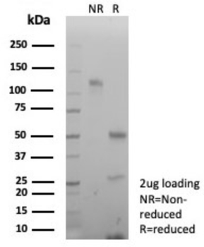 DCN Antibody