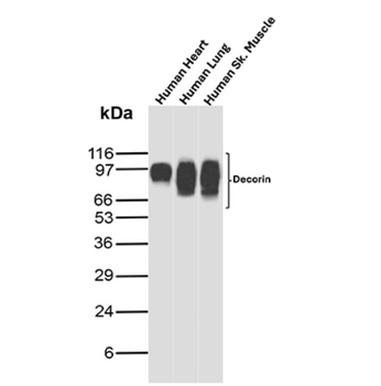 DCN Antibody