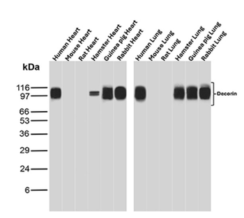 DCN Antibody