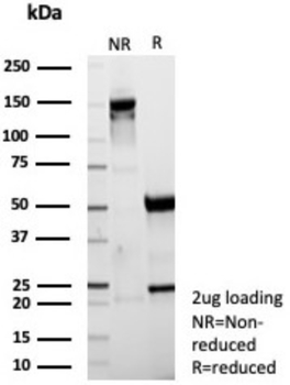 MLANA Antibody