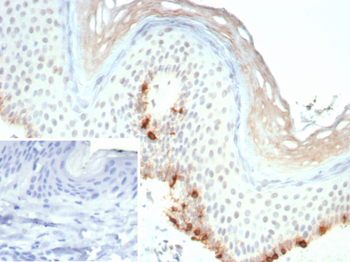 MLANA Antibody