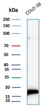 MLANA Antibody