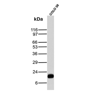 MLANA Antibody