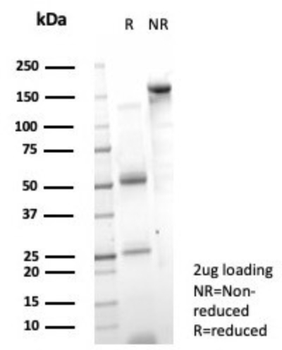 PCGF3 Antibody