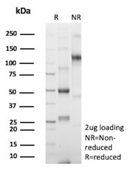 TP63 Antibody