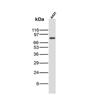TP63 Antibody