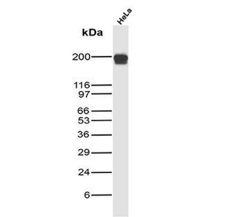 SMARCA4 Antibody