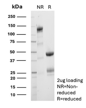 SELPLG Antibody
