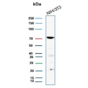 PTGS2 Antibody