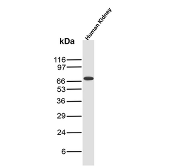 PTGS2 Antibody