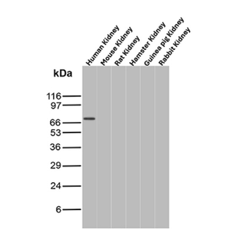 PTGS2 Antibody
