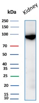 MME Antibody