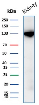 MME Antibody