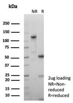GH1 Antibody