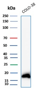 MLANA Antibody