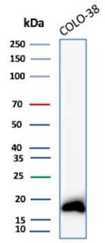 MLANA Antibody