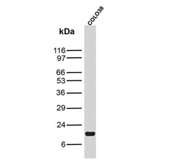 MLANA Antibody