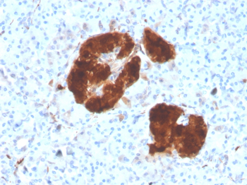 ENO2 Antibody