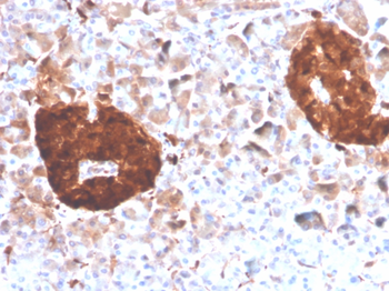 ENO2 Antibody