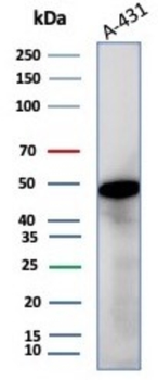 ENO2 Antibody