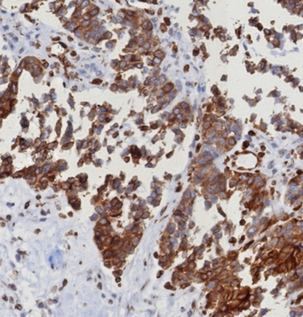 STING1 Antibody