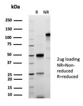 STING1 Antibody