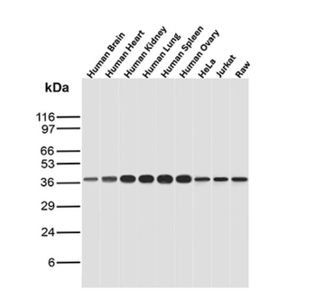 STING1 Antibody