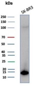 S100P Antibody