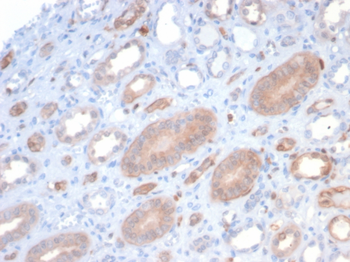 S100P Antibody