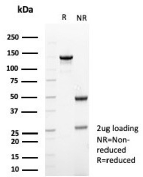 TUBB3 Antibody