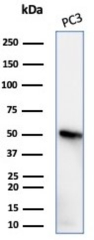 TUBB3 Antibody