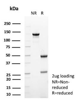 TUBB3 Antibody