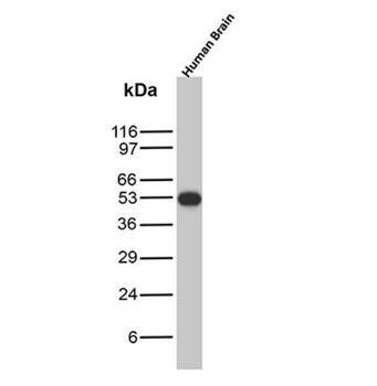 TUBB3 Antibody