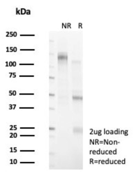 CCAR2 Antibody
