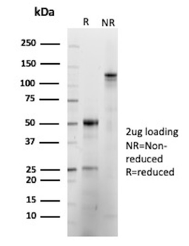 FOXP3 Antibody