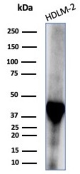 STING1 Antibody