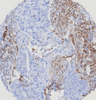 STING1 Antibody