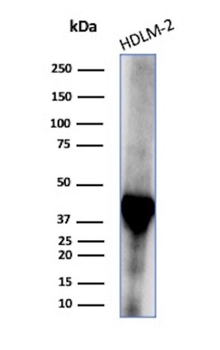STING1 Antibody