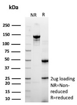 STING1 Antibody