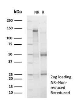 ZNF846 Antibody