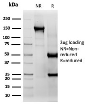 CD33 Antibody