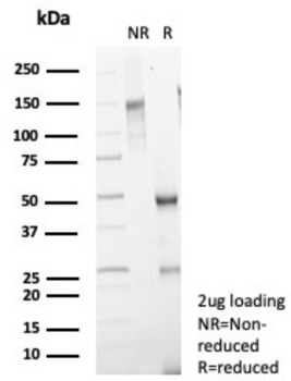 SCGB2A2 Antibody