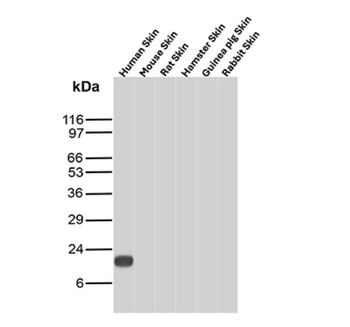 SCGB2A2 Antibody