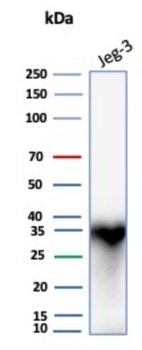 HLA-G Antibody